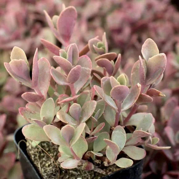 5 Live Perennial Sedum SunSparkler® 'Firecracker' Stonecrop Plants Flowers - Picture 3 of 7